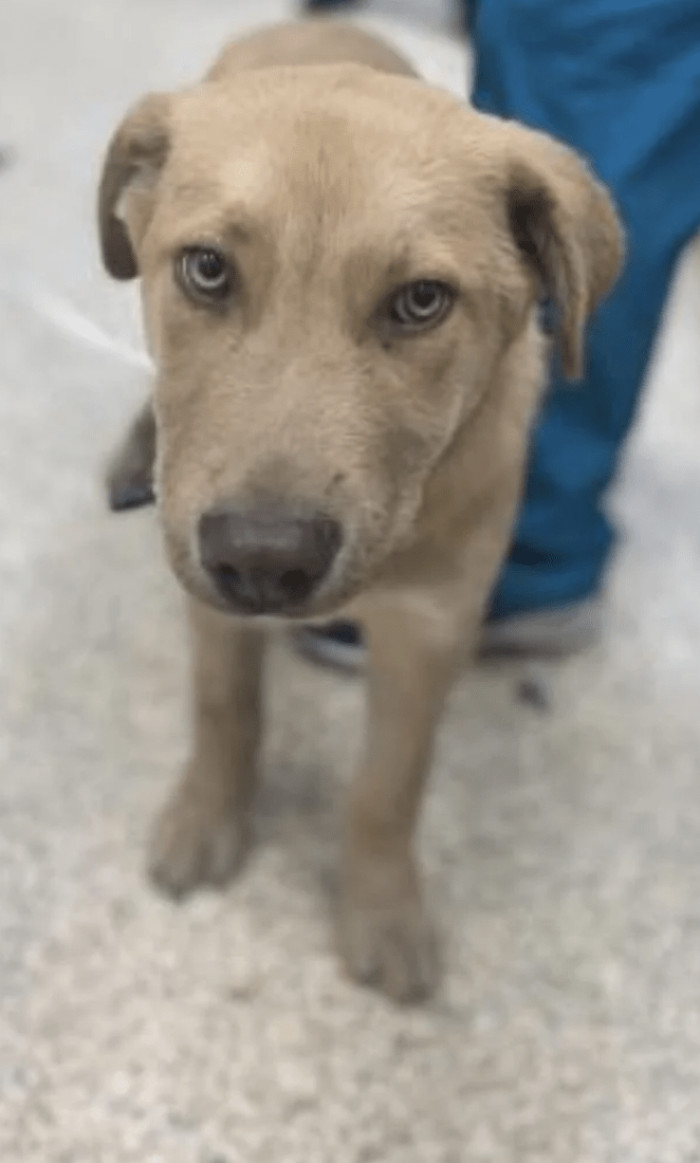 10. "Took a chance on a rescue puppy, and almost 4 weeks later Gunner is thriving (with a bonus: his brother, Buddy). Puppyhood has been challenging, but I wouldn’t have it any other way!"