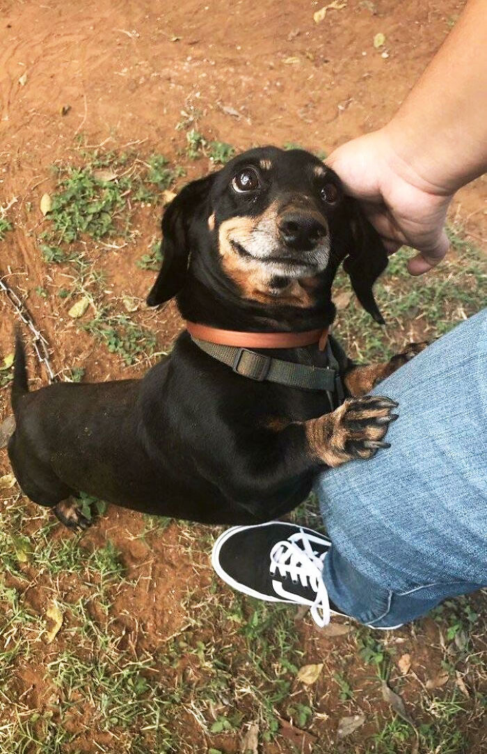 "We Don't Deserve Dogs"