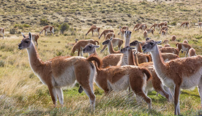 Llamas and Alpacas