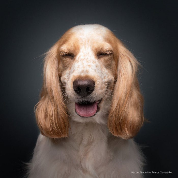 17. "Remember Muttley" by Bernard Sim