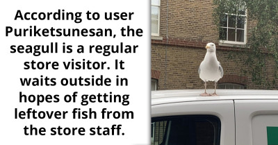 Seagull Consistently Scores Food From A Fishmonger, Waits Outside Her Shop Even On Holidays And Closing Hours