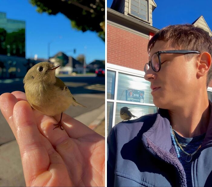 "Saved A Bird In Shock On The Sidewalk From Being Stepped On"