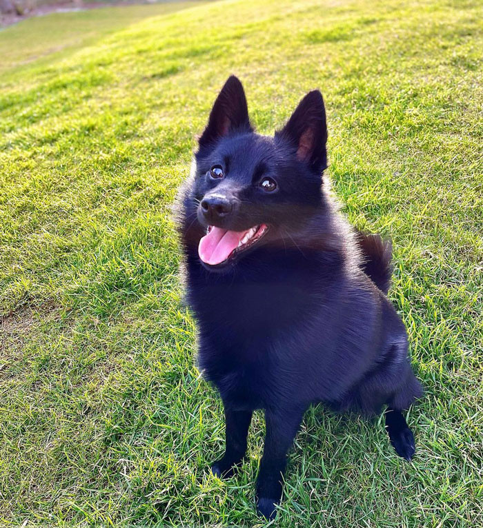 20. Schipperke