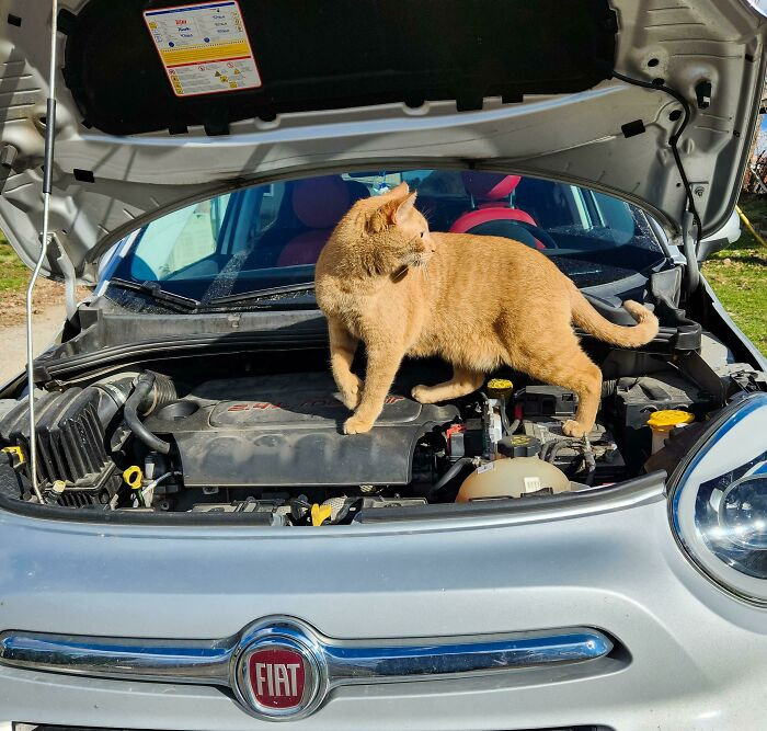 ”My New Mechanic Says He Can Make My Engine Purr”