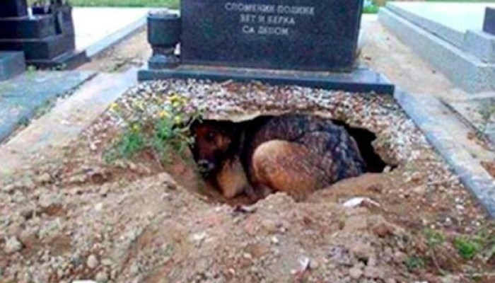 Despite her best efforts, the helpless mom dog was having a difficult time nursing and nurturing her fuzzy brood