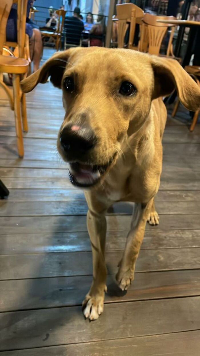 The couple gave the dog a new name: Braiá Caramelo de Jesus