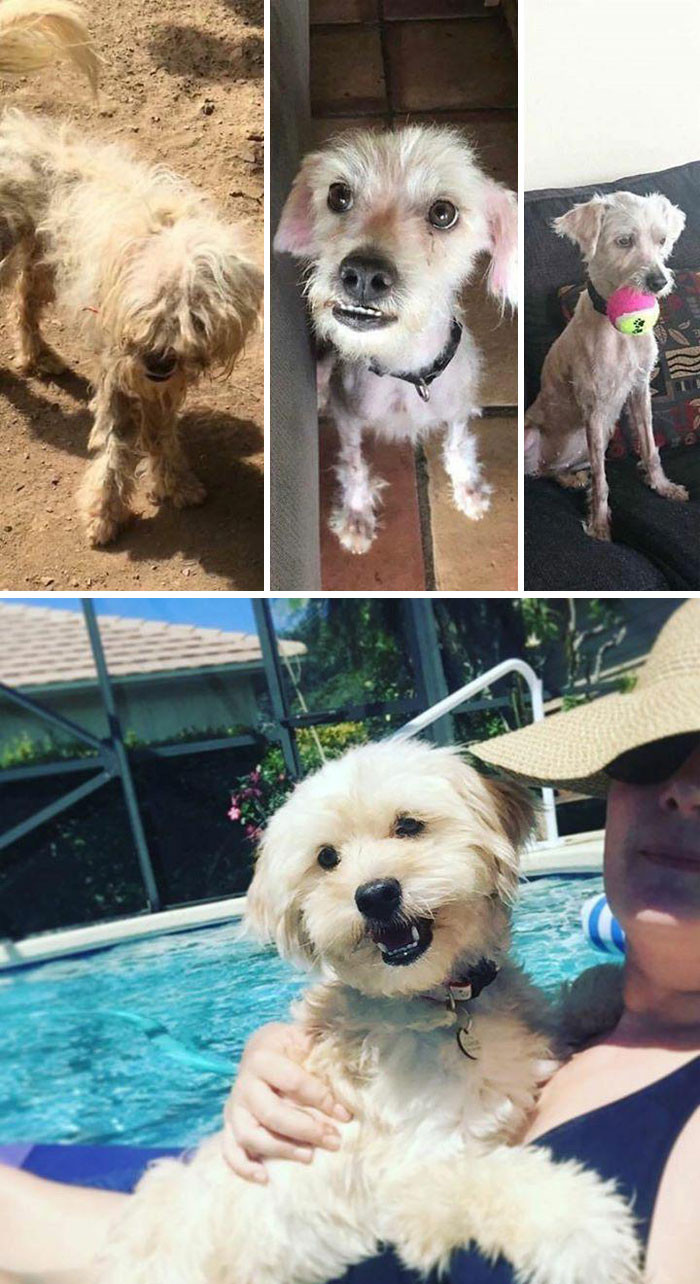 11. I Promise These Are The Same Dog. Far Left Is A Picture I Took In The Shelter In Bvi