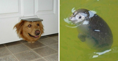 People Share 30 Of The Weirdest And Extremely Amusing Photos Of Their Pets Having The Best Moments Of Their Lives