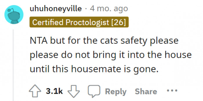 NTA, but for the kitty…