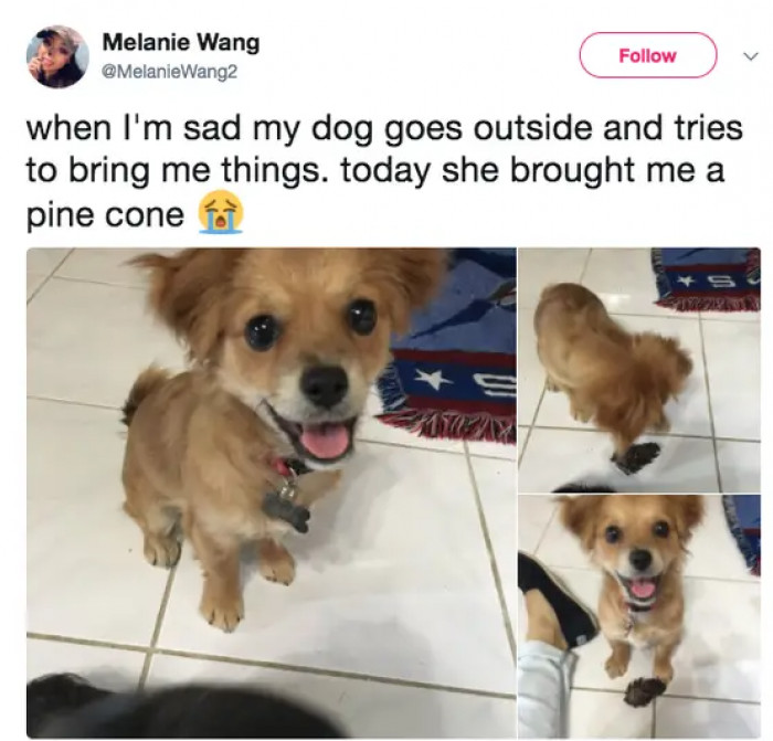 7. This dog is a giver...