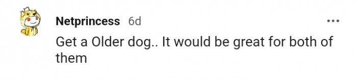 14. An older dog is the answer