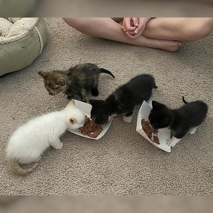 The New Kitty Babies