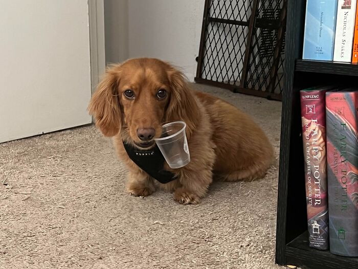 "He Finished His Pup Cup Nearly 3 Hours Ago But Insists On Carrying The Cup Around"
