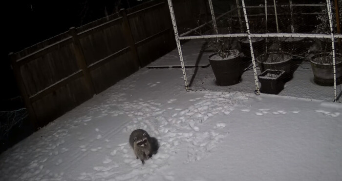 Timothy Ellis, a resident of Washington state, had an incredible experience meeting a sweet raccoon right outside his home