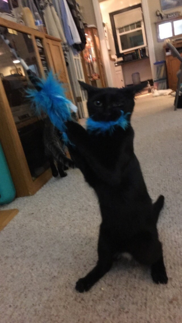 10. Give me a treat, or I will unleash terror and havoc on the entire house