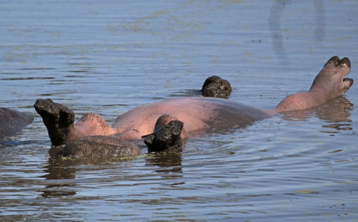 'The hippo risked being attacked by its mate, whom it kept pushing to turn over.