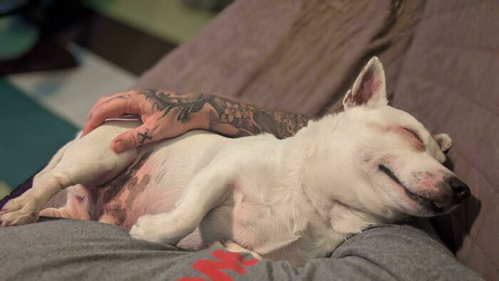 5. After weeks of fear, this rescue pup finally felt safe enough to rest