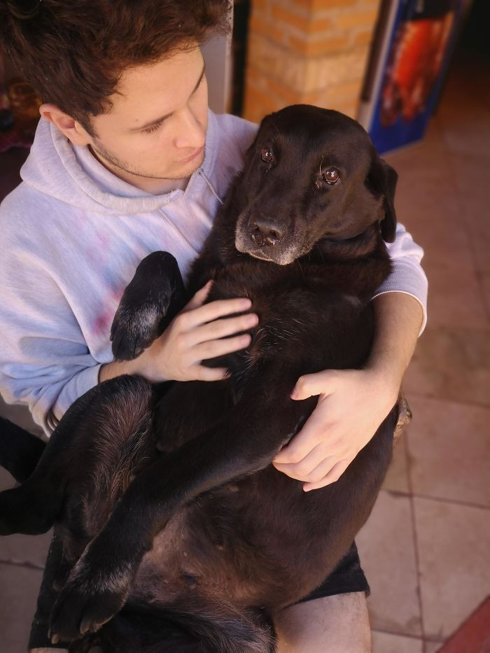 24. “So, This Is Athena, She Is A 9-Year-Old Labrador. As You Can See She’s A Chunker But She Gets Jealous When She Sees Our Smaller Dogs On Our Laps And Throws A Fit”