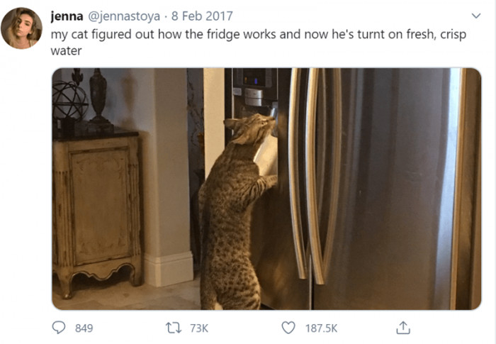 9. This cat is tech-savvy.