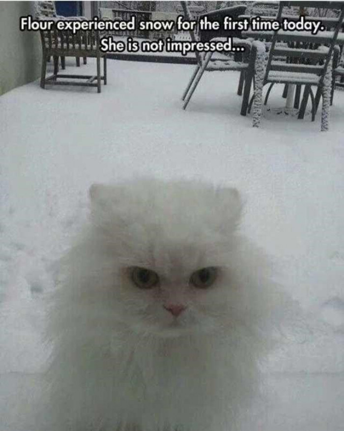 3. I guess Flour will get used to snow as it keeps coming