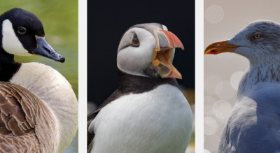 Do Birds Have Ears? How Bird Hearing Works