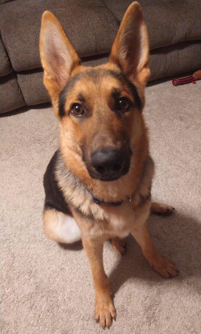 10. “My parents decided to adopt a family member today! Any name suggestions?”