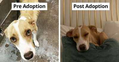 40 Wholesome Photos Of Dogs Pre And Post Adoption That Will Surely Bring A Smile To Your Face