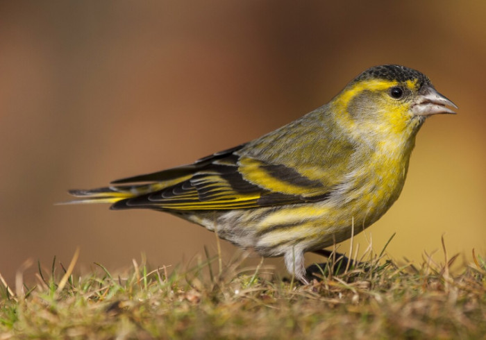 9. Yorkshire canary