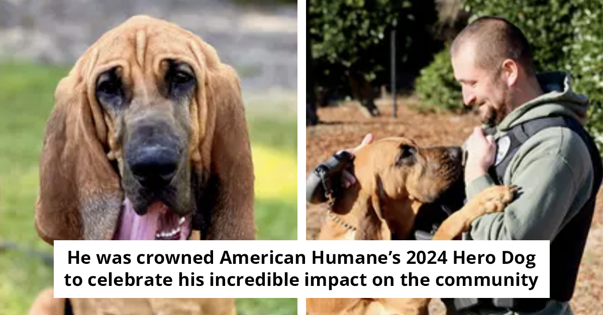 Courageous Pup Gets Named American Humane’s 2024 Hero Dog For Rescue Of 7-Year-Old Kidnapping Victim