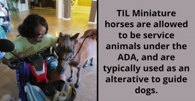 Miniature Horses Are Allowed To Be Service Animals Under The ADA, Also Used As Alternative To Guide Dogs, As Shared By "TodayILearned" Subreddit Page