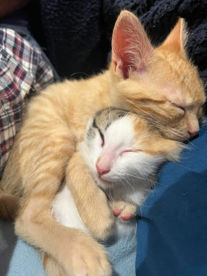 They were transferred to a foster home
