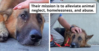 Elderly Dog, Abandoned and Stuck in Deep River, Begins to Cry as Rescuer Comforts Him with a Gentle Touch