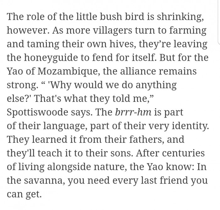 Although the role of this bush bird is shrinking in other parts of the world, the Yao of Mozambique have kept this alliance strong.