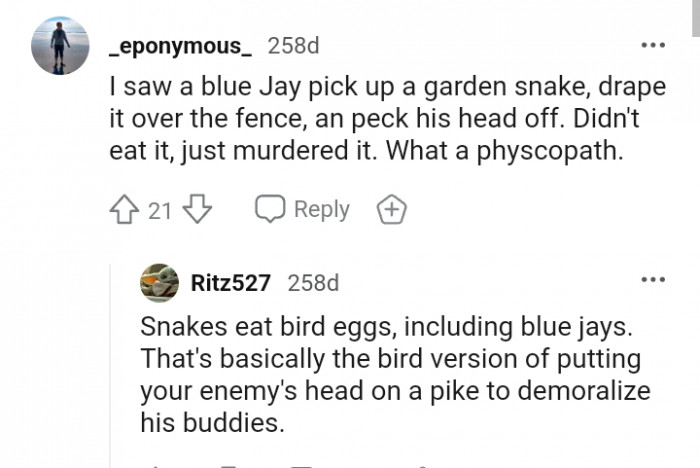 This Redditor is revealing what a blue jay did
