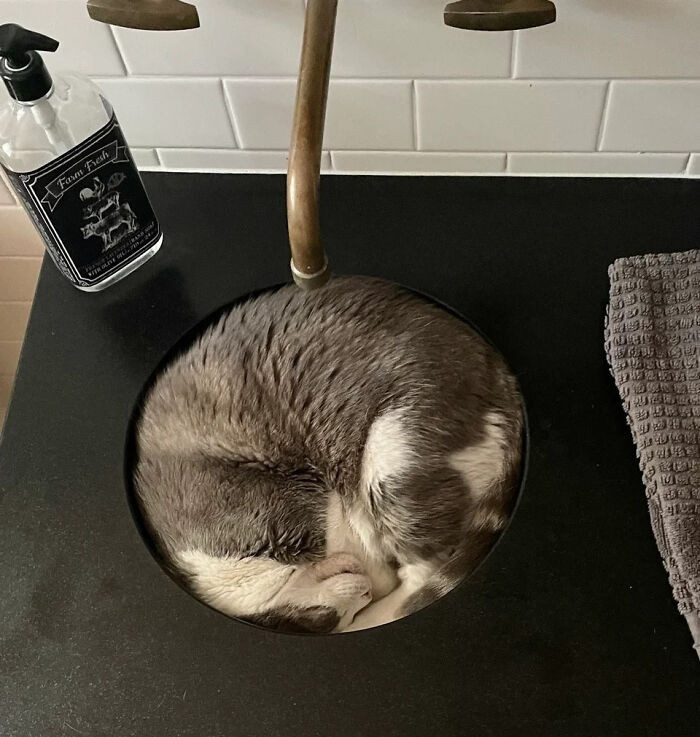 22. Pounds Of Cat In A 12” Sink