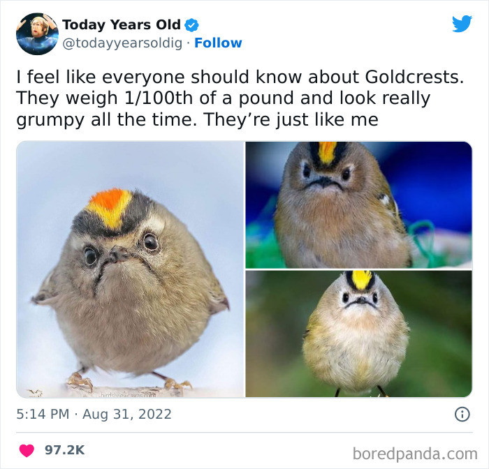 49. I Am Not 1/100th Of A Pound But, Apart From That, I’m Absolutely Twinning With The Lil Gwumpy Goldcrest