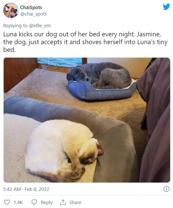 5. She's really making sure that everyone understands who the queen is here. Poor dog, though!