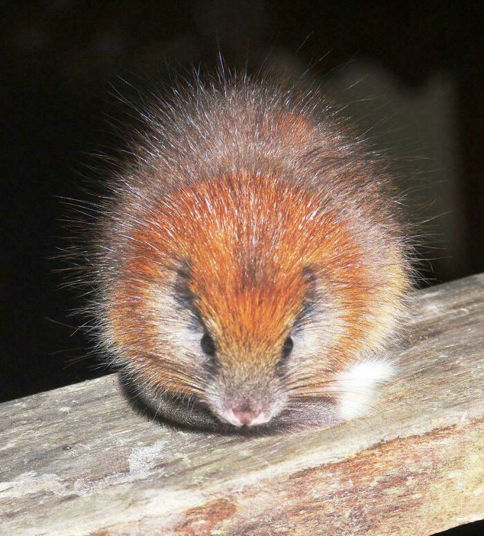 Meet the red-crested tree rat, a rare rodent found only in Colombia and nowhere else on Earth.