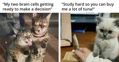 Here Are 50+ Humorous Cat Memes to Start Your Day Right and Bright