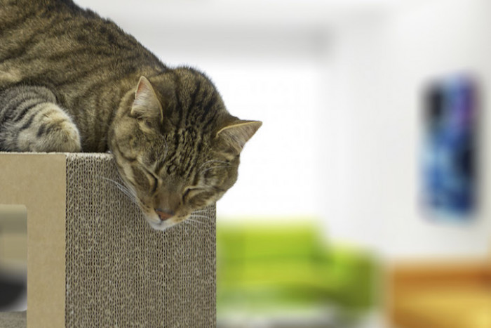 Cats seem to love it, and so will you...