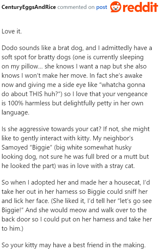 A user suggests another alternative. If the dog isn't aggressive with the cat, maybe they can hang out and be friends.