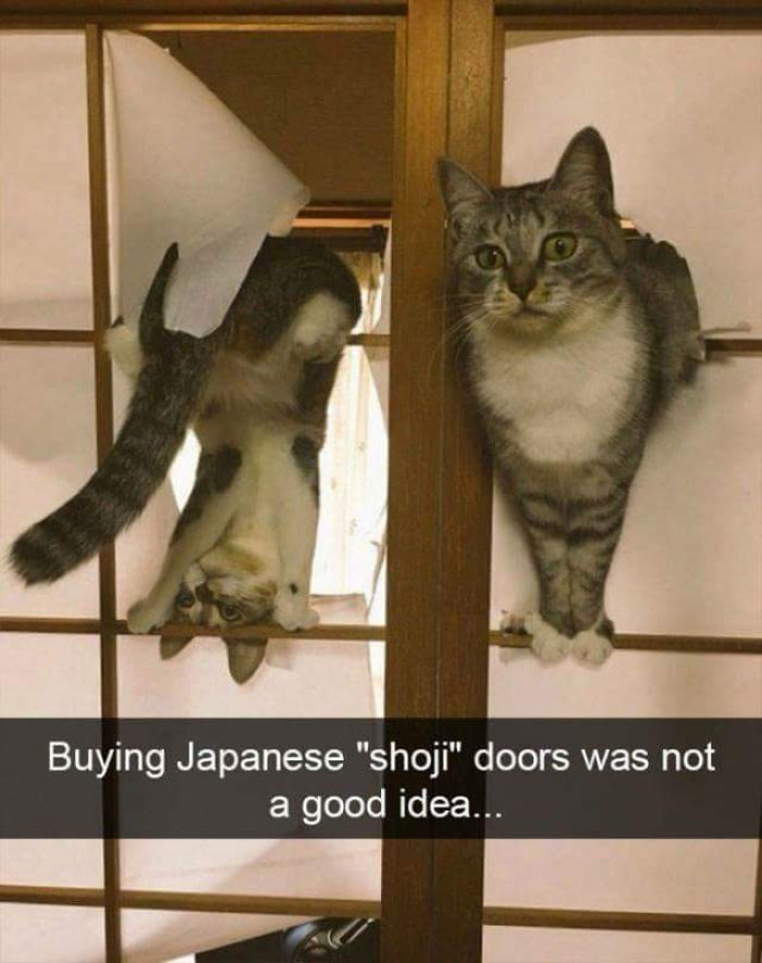 Saw this online and thought these cats fit right in here...