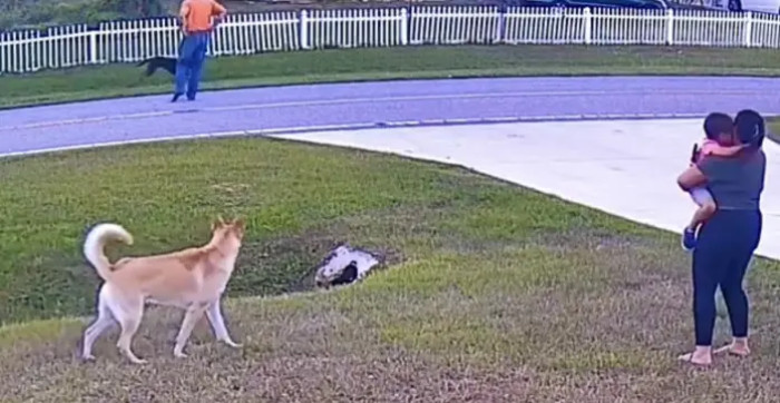 The boy's dad says their son is fine and the other dog was taken back home by his owner