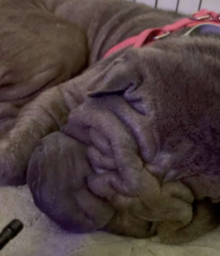 “When we first took Peppa in, she was very timid,” her mom says. “She is still slightly timid but is adjusting well.”