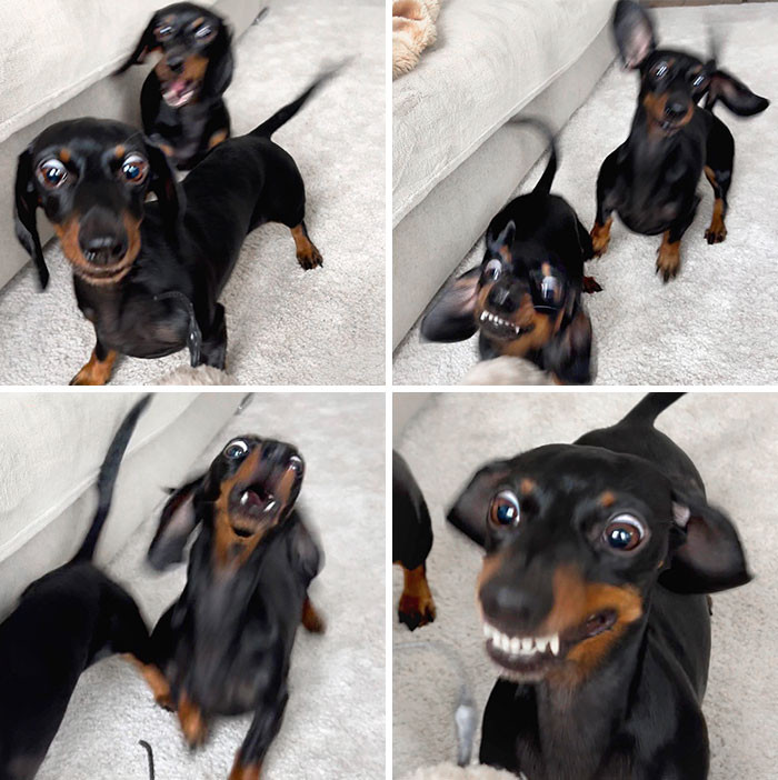 "These Are Screenshots Of When My Dachshunds See A Wind-Up Rat"