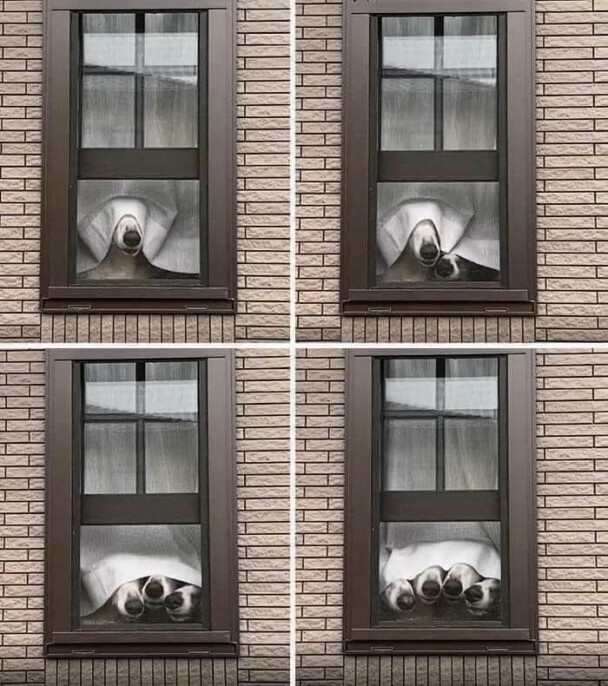 Doggos turned themselves into a work of art. And all it took was their silliness.