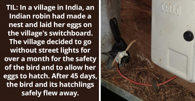 Redditor Shares Story Of A Village That Went Without Street Lights For Over A Month Just To Keep An Indian Robin And Her Hatchlings Safe