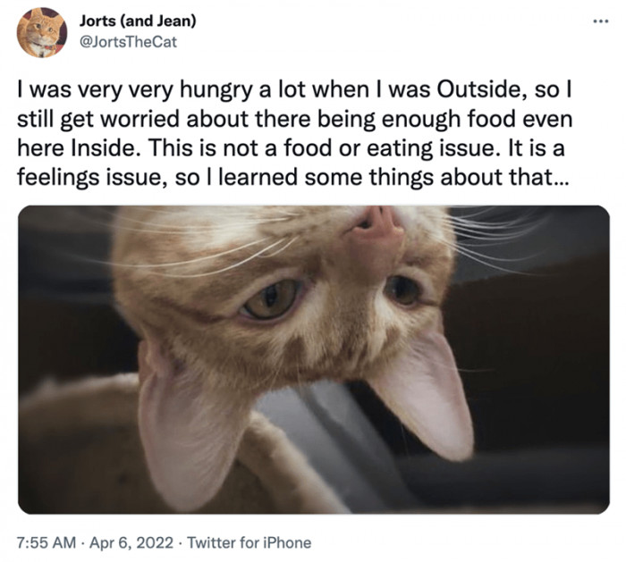 If you think they scour for food a lot or look like they eat everything they can get their paws on, it’s not that they might always be hungry, but rather a response to their survival instincts after experiencing hunger frequently.