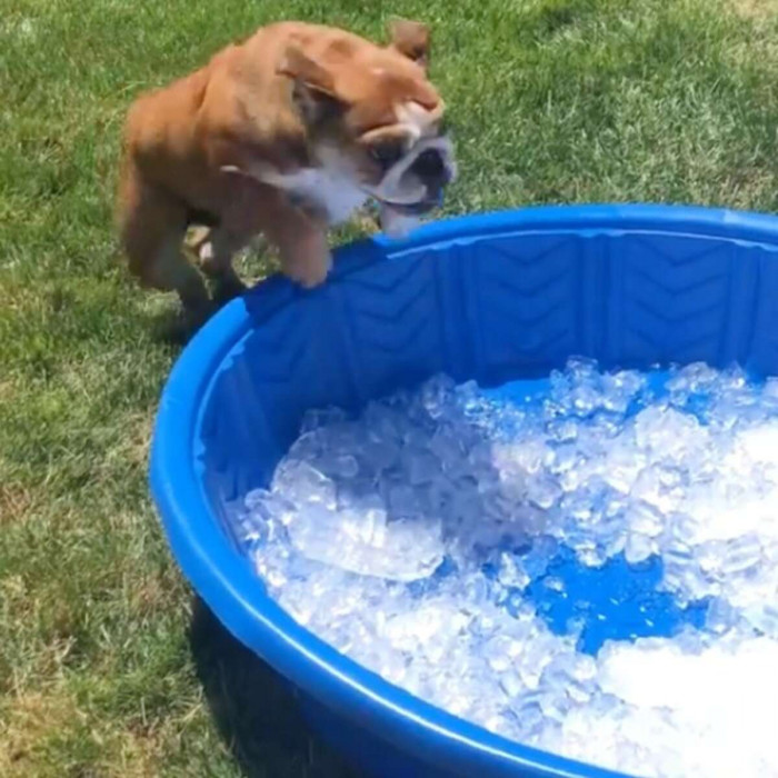 Michelle Guo prepared an ice pool for her two dogs