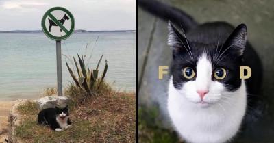 22 Carefully Curated Cat Memes Guaranteed to Brighten Up Your Day with Sincere Smiles